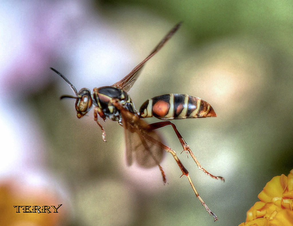 Split Second In The Flight Plan Of A Paper Wasp