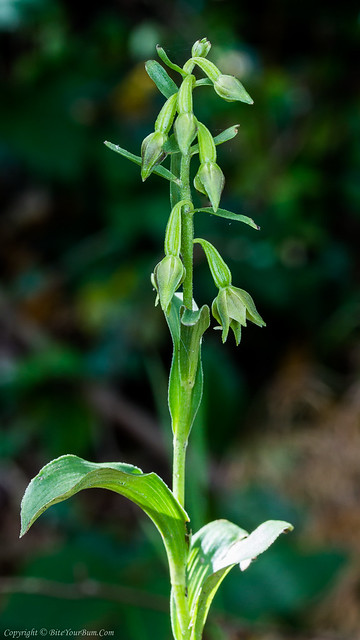 Green-flowered Helleborine Orchid (Epipactis phyllanthes var. pendula)