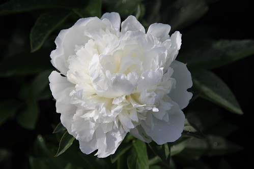 White peony | Best flower time in garden | yrjö jyske | Flickr