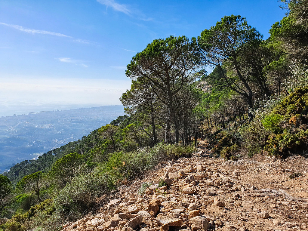 a brown rocky path on the right, going through a forest of tall skinny pine trees. On the left there is the oblique side of the mountain, with the view of the sea in the far top corner