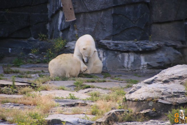 2Eigene Bilder Tierpark Friedrichsfelde 11.07.20 Bulk Watermark