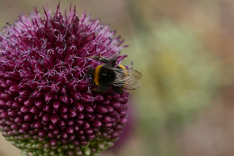 close-up of purple allium flower with a bee