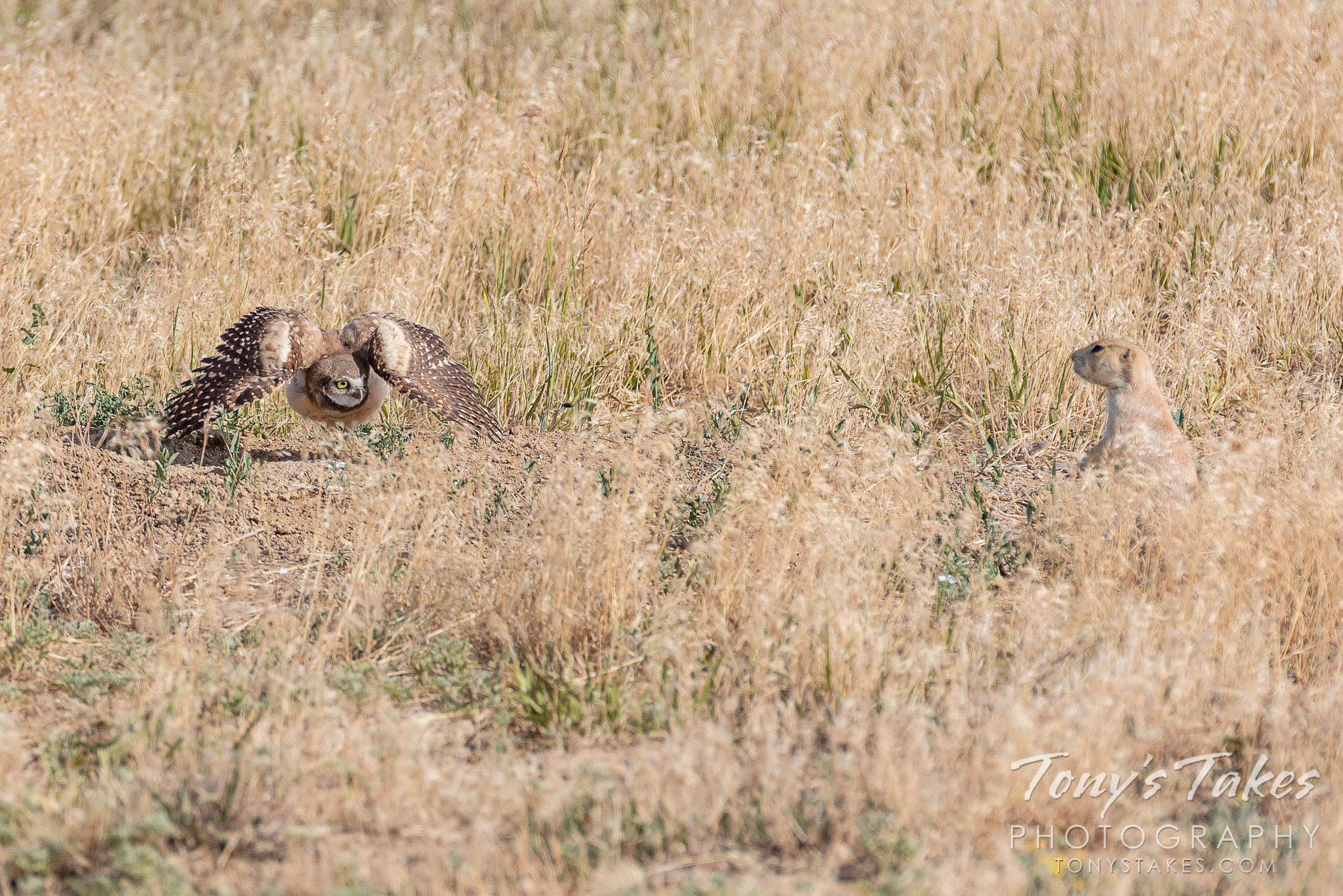 A burrowing owl owlet puffs up to warn off a prairie dog. (Tony's Takes)
