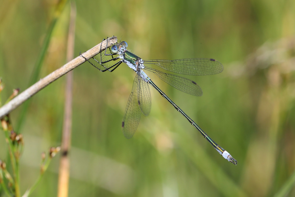 Emerald Damselfly ♂ Lestes sponsa | A male Emerald Damselfly… | Flickr