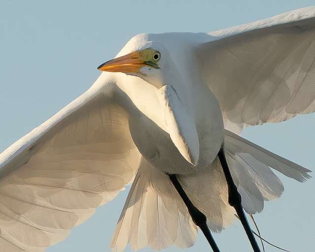 Great Egret From a Different Vantage Point