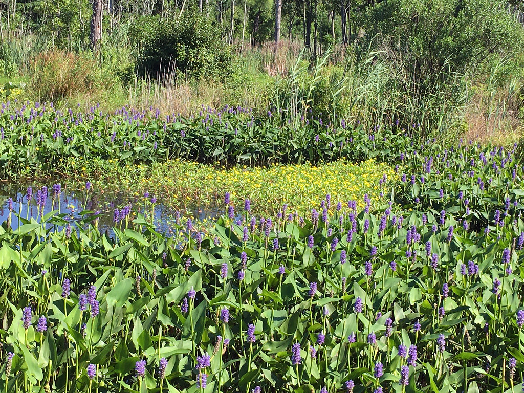 Dragonfly Trail, near Transportation to NYC Marathon Start