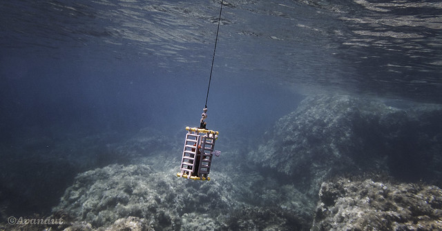 Deep Sea Explorer Safety