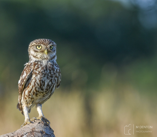 Little Owl standing proud