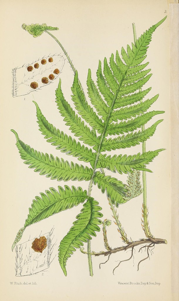 n29_w1150 | The British ferns, or, Coloured figures and desc… | Flickr