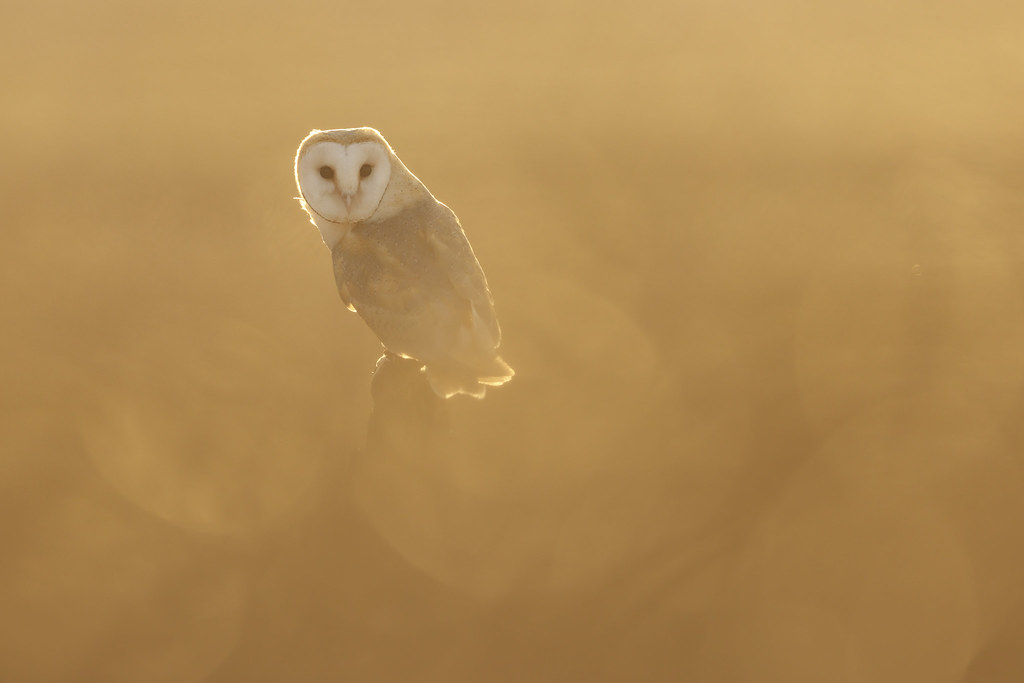 Barn owl