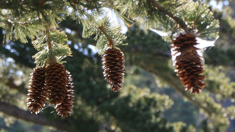 Pine cones in the morning light on the San Bernardino Peak Trail