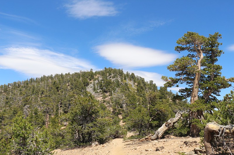 View of the San Bernardino Peak summit as the trail gets closer