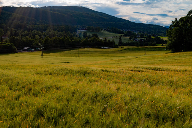 Wheat Fields of Norway