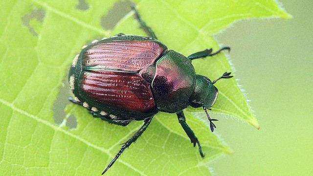2020 Japanese Beetle 012 - Popillia Japonica