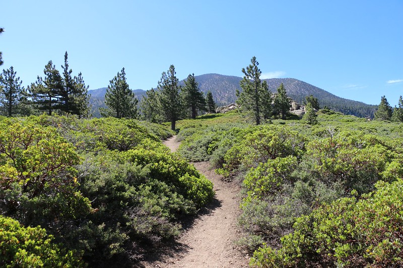Hiking across the long ridgetop at 8000 feet on the San Bernardino Peak Trail - at least it was flat!