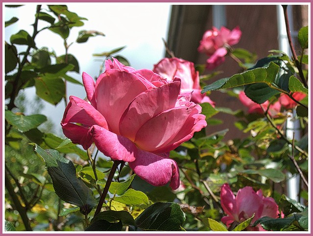 Pink Rose.