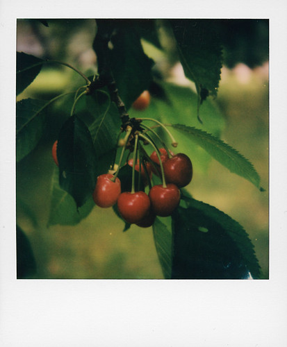 Cherries ...