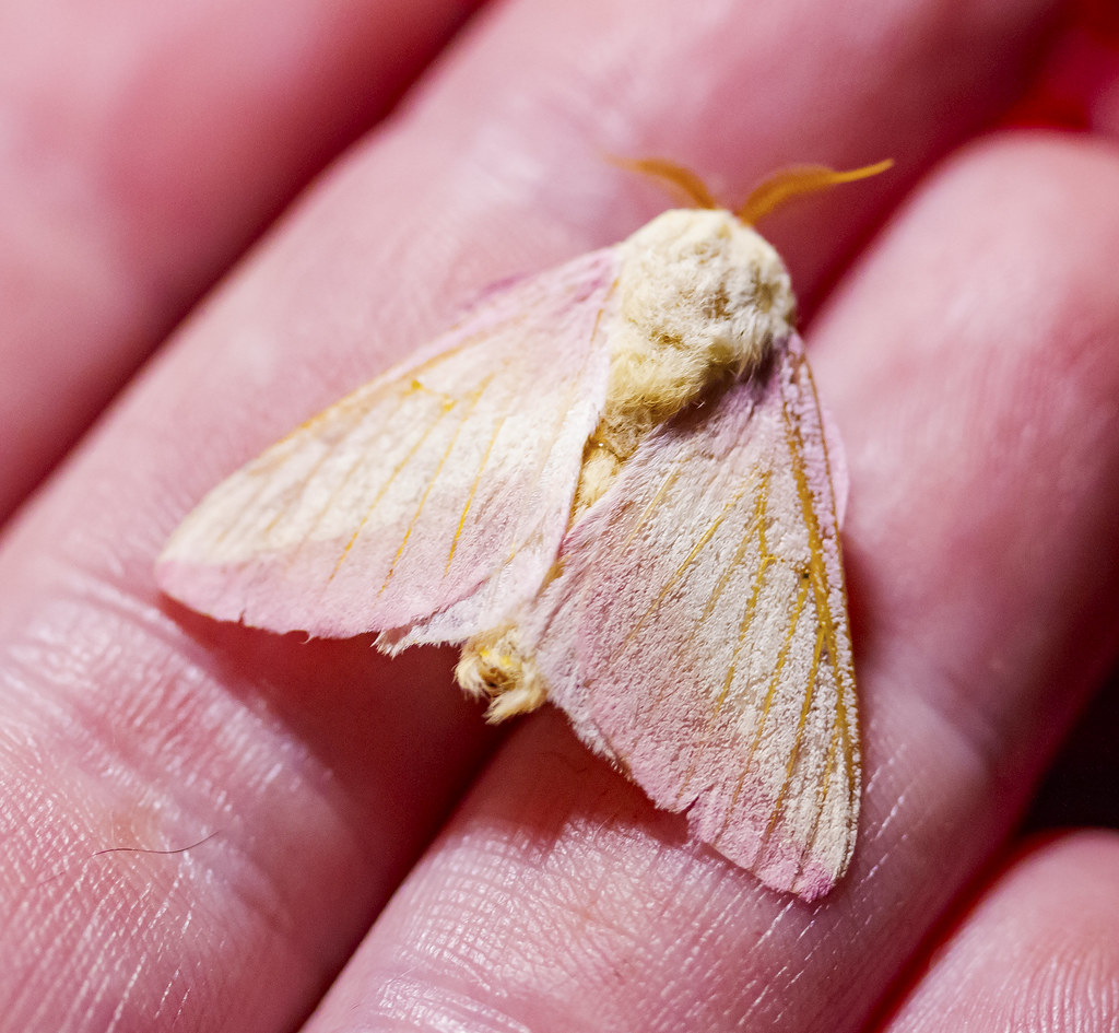 moth on fingers #2 - 07.13.20 | Rosy Maple Moth (Dryocampa r… | Flickr