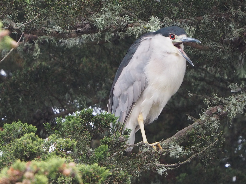 Black-crowned Night-Heron, Nycticorax nycticorax | Monterey … | Flickr