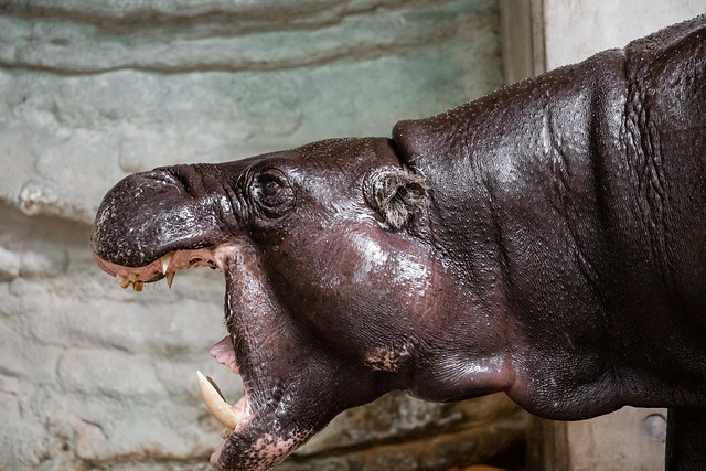 Pygmy Hippopotamus -Ueno Zoo (Tokyo, Japan)