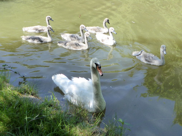 Mute Swan adult with seven cygnets Grand Union Canal 12Jul20
