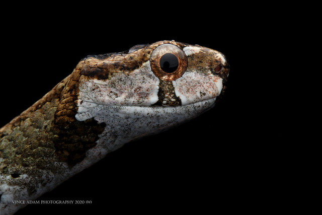 IMG_9645-1(W) Up-close with the Blunt-headed Slug Snake (Aplopeltura boa)-Boie, 1828)