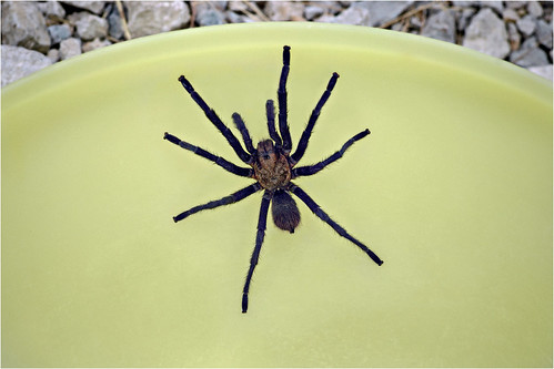 texas true spider tarantula nikond60 lesterdine105mm tupperware bowl youngcounty hairy