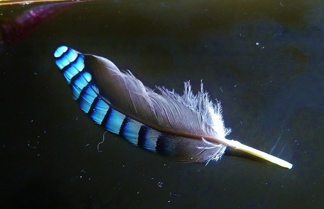 jay feather