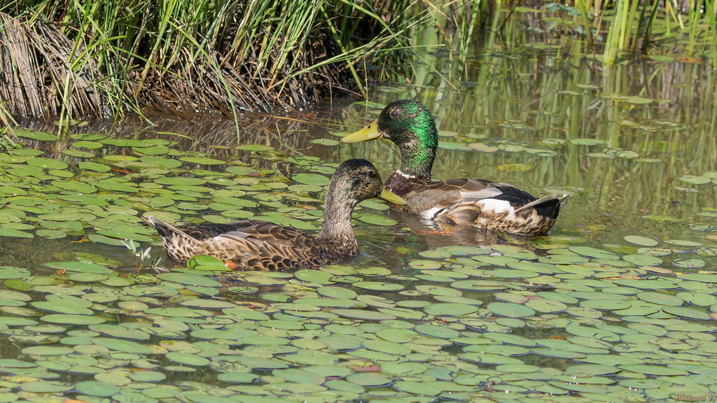 Canards colvert - Mallard duck, Québec, Canada - 7525