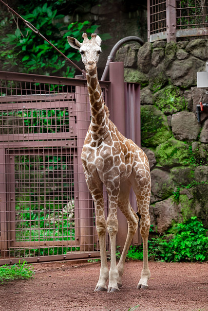 Giraffe baby -Ueno Zoo (Tokyo, Japan)