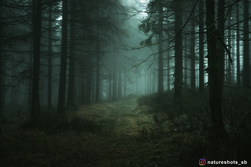 Dark forest, Das Foto habe ich im Harz gemacht. www.instagr…
