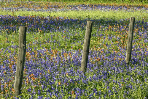 independence texas usa washingtoncounty bluebonnets colorful countrflowers fence field flowers image indianpaintbrush intimatelandscape landscape outdoors photo photograph spring wildflowers f25 mabrycampbell april 2020 april12020 20200401campbellh6a6388 200mm ¹⁄₂₀₀sec iso1000 ef200mmf28liiusm fav10