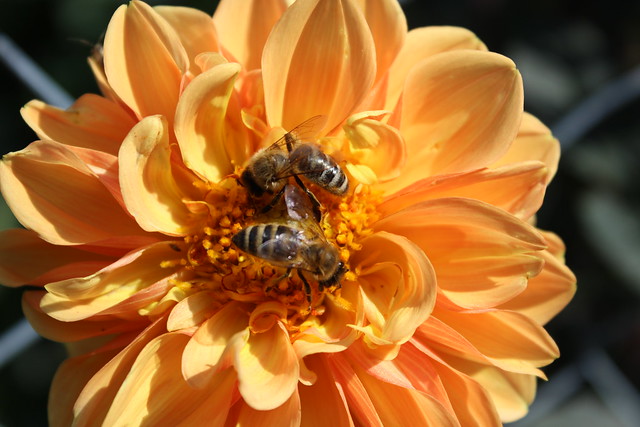 Bienchen und Blümchen (I)