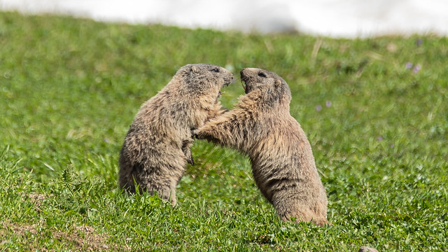 fighting marmots
