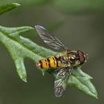 hoverfly (Episyrphus balteatus)