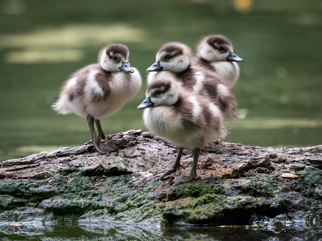 Fuzzy Geese