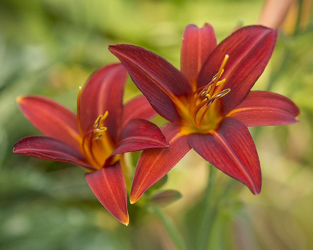 Bronze Orange Day Lily