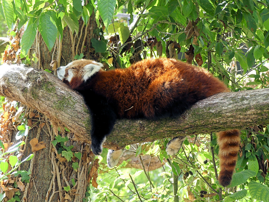 Panda roux, Le panda roux est aussi appelé petit panda, pan…