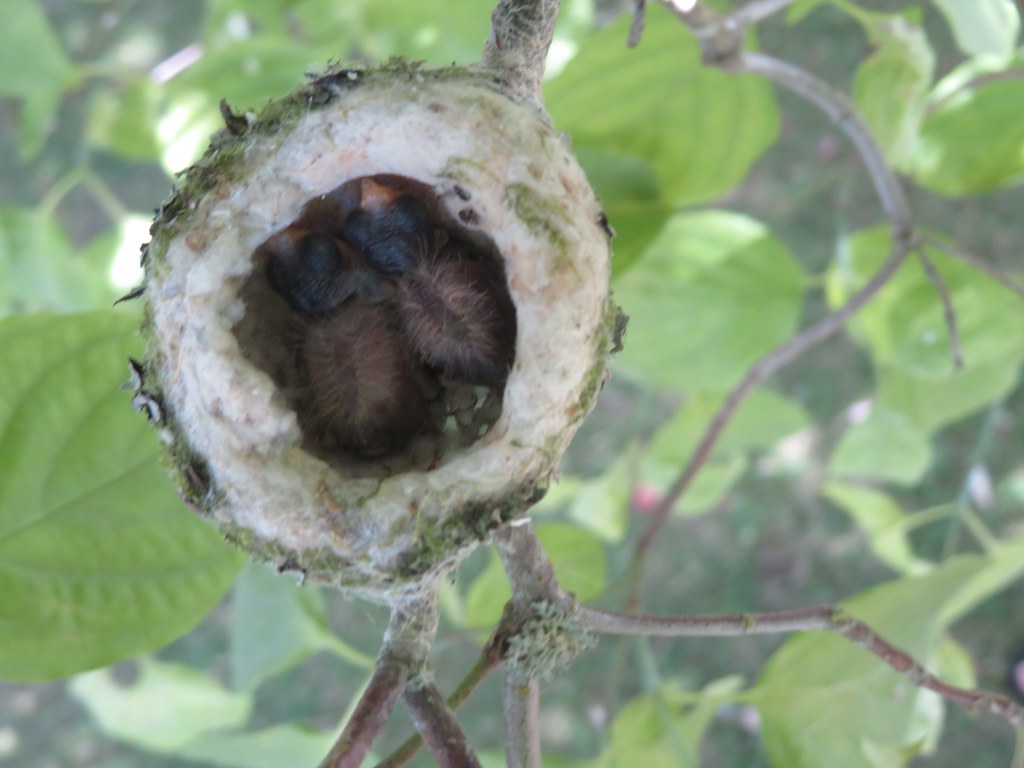 Hummingbirds hatched today.