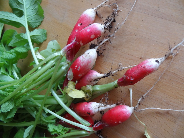 My First Radishes!