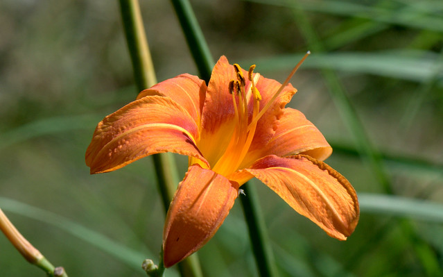 Orange daylily, Tawny daylily - Giglio di San Giuseppe  (hemerocallis fulva)