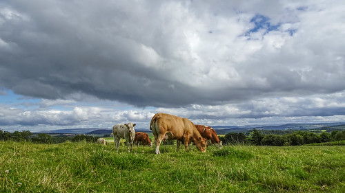 blackisle rosshire highlands scotland green cattle cows animals farm field calf landscape view sky clouds pastoral rural countryside hill grass