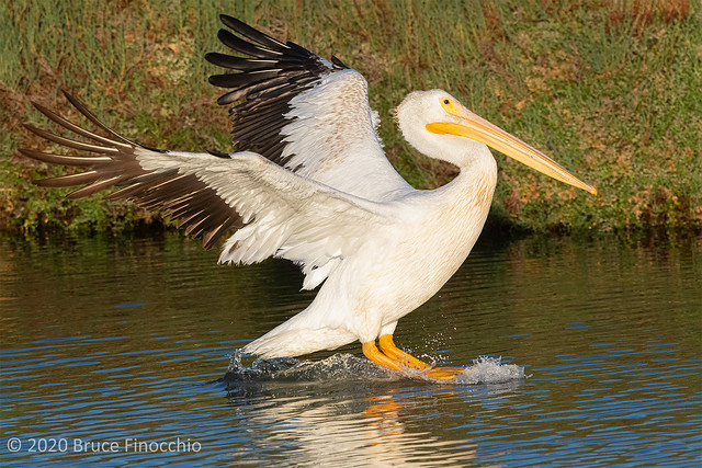 American White Pelican Landing With Wings Back And Feet Out And Down On The Water