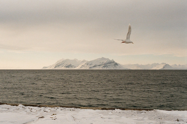 Isfjord, Svalbard