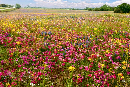 field wildflowers industry texas unitedstates