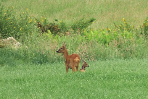 roe deer fawn animal scotland nature