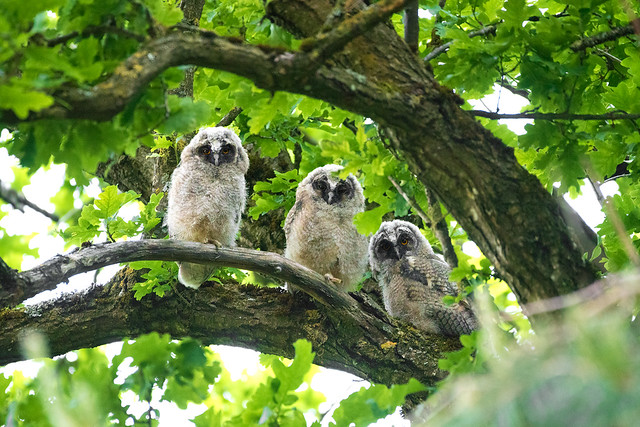 Asio otus | Long-eared owl | Waldohreule
