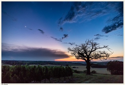 Sunset dans les vignes by Doc ARVERNE, A Saint-Pourçain sur Sioulearbres allier auvergne canonefm1122 canoneosm50 france sunrise vignes sai