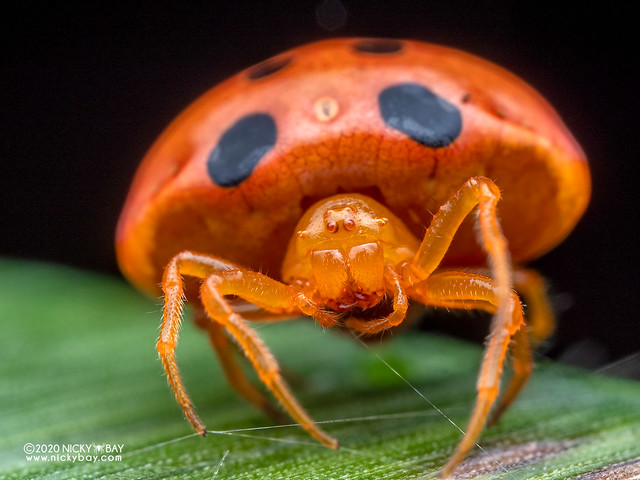 Ladybird spider (Paraplectana sp.) - P7040079