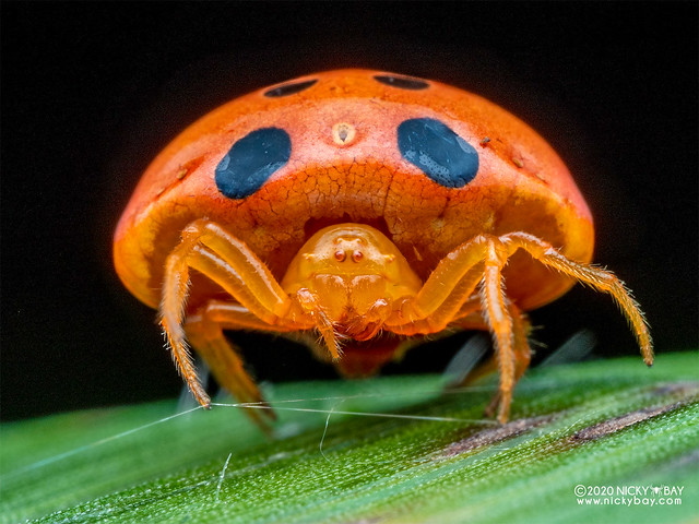 Ladybird spider (Paraplectana sp.) - P7040069